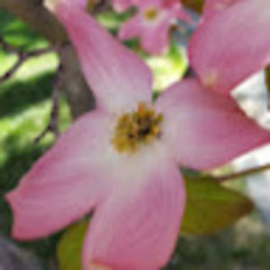 Meet your Posher, Micaela